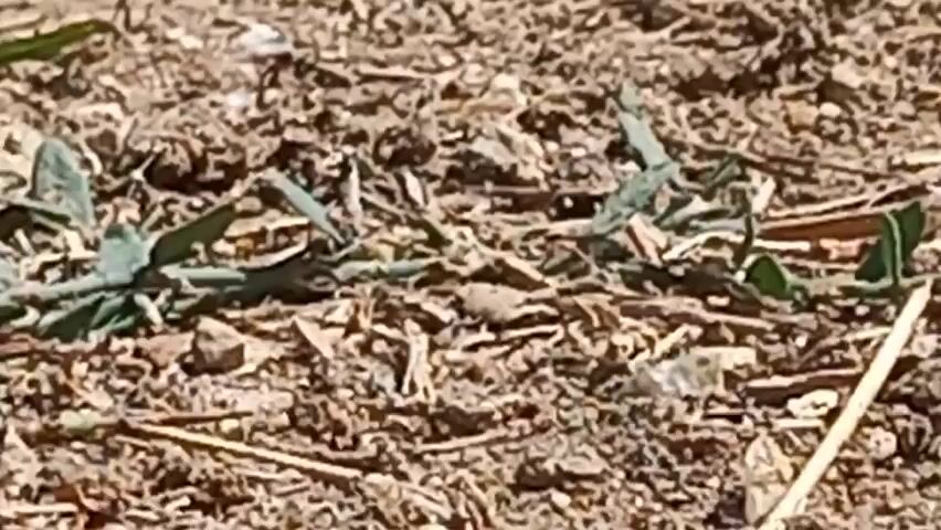 A close-up shot of dry, cracked soil dotted with small green plants. Scattered debris, including twigs and pebbles, covers the ground. The lighting suggests an outdoor, daytime setting.