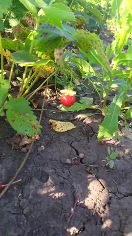 The video shows a close-up view of a single red strawberry hanging from a plant. The strawberry is ripe and appears to be the main subject of the shot. The plant has green leaves, some of which have red spots. The ground beneath the plant is visible and appears to be dry soil with some cracks and fallen leaves. The lighting suggests it is daytime, possibly outdoors.