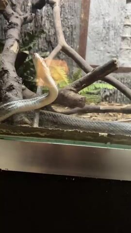 A snake is in a glass enclosure with branches and foliage in the background. The snake is mostly gray with dark stripes. It has its head raised and looks forward. Voices are heard in the background.