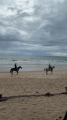 Lazy beach morning in Choeng Thale with animals and shore life