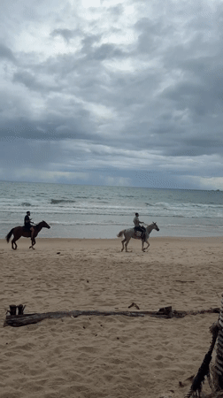 Lazy beach morning in Choeng Thale with animals and shore life