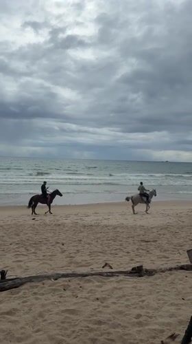 Lazy beach morning in Choeng Thale with animals and shore life