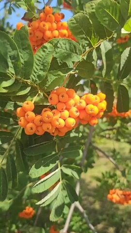 The video displays a close-up view of a cluster of bright orange berries on a branch of a tree. The berries are small and round, growing in bunches. Green leaves are visible, surrounding the berries and contributing to the natural setting. The background is slightly blurred, suggesting an outdoor environment, possibly a garden or park, with hints of sunlight and other foliage. The camera appears to be held steadily, capturing the detail of the berries and leaves. There are no people or animals visible in the frame. The lighting indicates it is daytime.