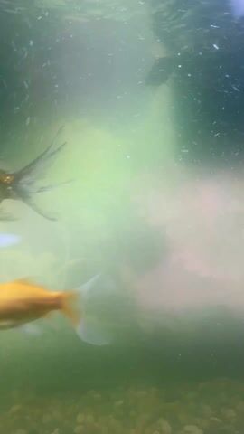 The video shows the interior of a fish tank. The water is cloudy, with particles visible throughout. Several goldfish of different colors (orange, white, and gold) swim in and out of view. The bottom of the tank is covered with small brown gravel, and some green plants are visible in the background.