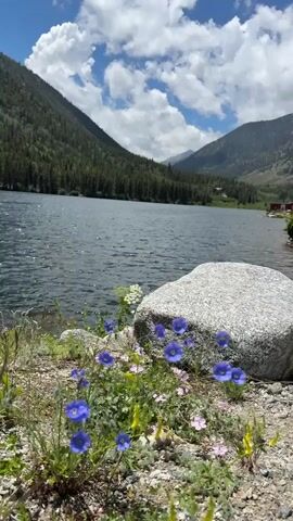 The video depicts a serene natural landscape at a lakeside. In the foreground, a cluster of delicate blue wildflowers with delicate petals blooms amongst dry grass and gravel. A large, grey granite boulder is positioned to the right, partially obscuring the flowers. Beyond the foreground, a calm, dark lake stretches out, its surface rippling gently. The lake is bordered by a dense forest of green pine trees that cover the slopes of a majestic mountain. In the distance, more mountains are visible, with a clear blue sky dotted with fluffy white clouds overhead. The lighting suggests it is daytime, likely mid-morning or afternoon, given the bright sun and shadows. The overall atmosphere is peaceful and tranquil, evoking a sense of natural beauty and calm. The location is identified as Nathrop, United States. No people are visible in the frame.