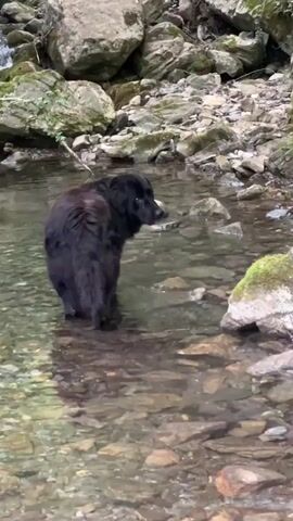 The video shows a black dog standing in a shallow creek surrounded by rocks and greenery. The dog is medium-sized with thick fur. The creek is clear and the rocky bed is visible. The surrounding area is a forest with trees and moss-covered rocks. A small waterfall can be seen in the background. A person speaks off camera.