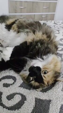 A fluffy, long-haired calico cat with distinct patches of black, white, and brown/orange fur is the central subject of the video. The cat is lying on its back on a bed covered with a gray and white patterned blanket featuring swirling designs. Its head is tilted, looking directly at the camera with bright eyes and a black nose. In the background, a light-colored wooden dresser or cabinet with white drawers and metal handles is visible. A human hand, adorned with pink nail polish and a red bracelet, enters the frame to gently pet the cat's belly and chest. The cat appears relaxed and comfortable, indicating a trusting and affectionate interaction with the person. The scene takes place indoors, likely in a bedroom, during what appears to be daytime. No visible text is present in the video.