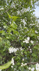 Spring yard moments with blooming trees and playful dog in Dzerzhinsk