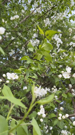 Spring yard moments with blooming trees and playful dog in Dzerzhinsk