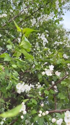 Spring yard moments with blooming trees and playful dog in Dzerzhinsk