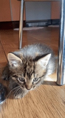 Kittens roam and play inside a rural Belarusian home