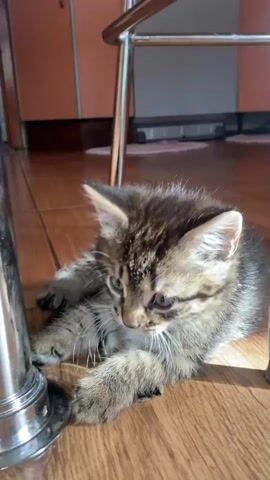 A tabby kitten with grey and brown fur is crouched on a wooden floor. The kitten is looking down with its head tilted slightly. Its paws are tucked under its chest. The kitten is positioned between the legs of a metal chair. Sunlight is casting shadows on the floor. In the background, there is a brown cabinet and a pink rug.