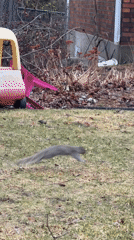 Gray squirrel crosses Montreal yard near toy car