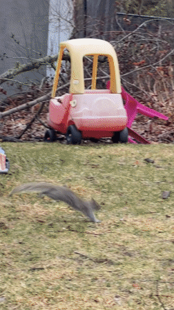 Gray squirrel crosses Montreal yard near toy car