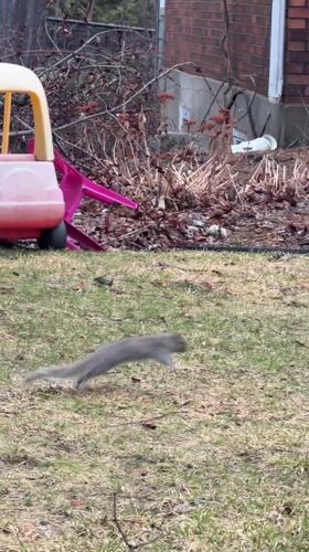 Gray squirrel crosses Montreal yard near toy car