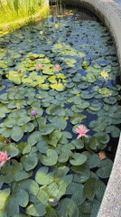 Quiet garden moments documented in northern Israel community