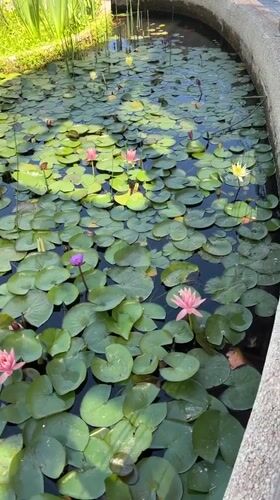 Quiet garden moments documented in northern Israel community