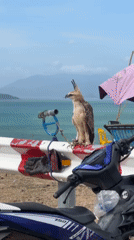 Tethered hawk-eagle spotted on coastal road in Vietnam