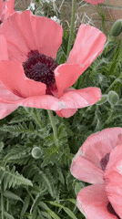 Pink poppies bloom in Great Yarmouth garden