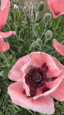 Pink poppies bloom in Great Yarmouth garden