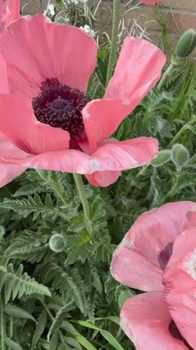 Pink poppies bloom in Great Yarmouth garden
