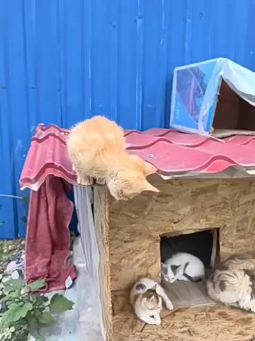 An orange cat is on top of a red-roofed shelter. The shelter is made of plywood and has an opening. Inside the shelter, three kittens are visible. One is white and black, another is calico, and the third is mostly brown. A blue corrugated metal wall is behind the shelter. There is a red cloth hanging on the left side of the shelter. The ground is covered with rocks, grass, and some greenery. Two white bowls are on the ground to the left of the shelter.