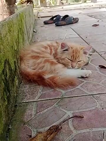 An orange cat sleeps curled up on a tiled patio next to a moss-covered wall. A pair of black flip-flops are visible in the background.