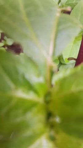 The camera focuses on a plant with green leaves, some of which have holes. The plant has a reddish-purple stem and appears to be growing in a white fabric container. The background is blurry, but suggests the presence of other plants.