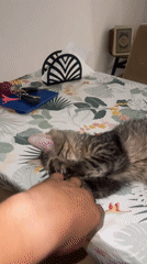 Domestic cats observed relaxing in Marrakesh home over 42 minutes