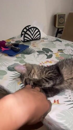 Domestic cats observed relaxing in Marrakesh home over 42 minutes