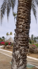 Person walks tropical garden path at Playa El Agua