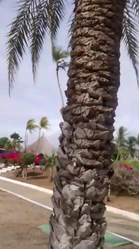 Person walks tropical garden path at Playa El Agua