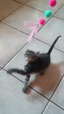 A tabby kitten plays with a toy that has pink and green pom-poms and pink feathers attached. The kitten is on a tiled floor. The toy is suspended above the kitten by a string. The kitten jumps and bats at the toy.