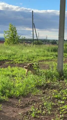 A fluffy, tan and grey dog walks through tall, green grass in a rural setting. The dog is facing away from the camera, with its tail held high. The scene is bathed in bright, natural light, suggesting it is daytime. In the background, there are power lines, some distant buildings with red roofs, and a line of trees. The ground appears to be a mix of dirt and grass. The overall impression is one of a peaceful, rural landscape on a sunny day. There is no visible text in the video.