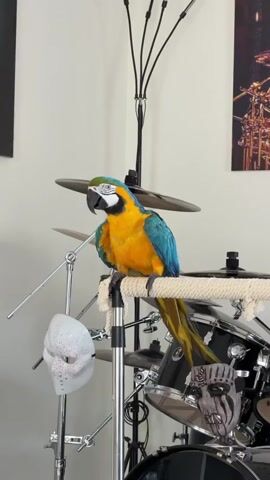 A blue and yellow macaw perched on a rope-covered stand is the central focus of the video. The stand is situated in front of a black drum set, with a cymbal visible behind the bird. Two masks, one white and the other with dark makeup markings, are attached to the drum set and stand. The room has white walls adorned with two framed pictures. A black floor lamp is positioned behind the drum set. The bird is shaking its head.