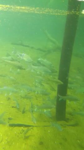 The video shows an underwater scene. The water is murky, with a green tint. A large school of fish is visible, swimming near the bottom. The bottom appears to be covered with a yellow-green substance, possibly algae or vegetation. A dark, vertical pole or piling is situated on the right side of the frame, partially obscuring the view. Natural debris, such as twigs or branches, is scattered on the bottom and suspended in the water. The light filtering through the water creates an uneven illumination. Voices are heard in the background.