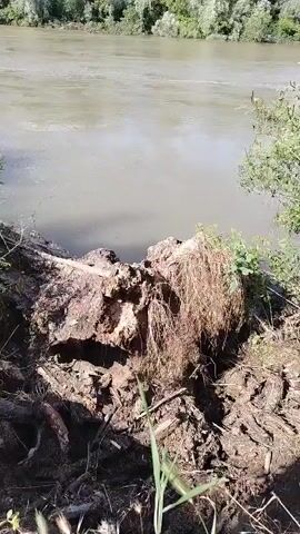 The video begins with a close-up view of the uprooted root ball of a tree that has fallen into a muddy river. The camera then pans up to reveal the river and the lush green trees lining the opposite bank. The video continues to pan along the riverbank, showing more trees and vegetation. The sky is clear with a few scattered clouds. The overall impression is of a natural, somewhat wild environment.