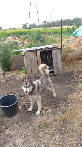 A husky dog wearing glasses stands in front of a wooden dog house. The dog is chained to a metal bucket and appears to be looking at the camera. The background shows a dry, grassy field and some trees. The scene is outdoors in what appears to be a rural setting.