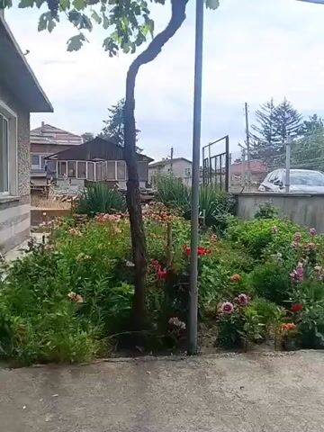 A moderately dense garden area is visible, featuring a variety of flowering plants with red, pink, and orange blooms. A thin, curved tree trunk stands prominently in the foreground, with some green leaves visible overhead. A gray pole is positioned to the right of the tree. In the background, a residential building with a covered porch is seen, along with other structures and a white car parked behind a low wall. The sky is overcast.