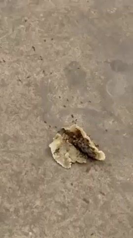 The video shows a group of small, black ants swarming around a piece of discarded food, which appears to be a yellowish, slightly translucent substance with darker material embedded within. The ants are actively moving around the food and carrying small pieces away. The food scrap is lying on a tiled surface with a grayish-brown color. The camera zooms out to show more ants gathering on the tiled surface around the food remains.