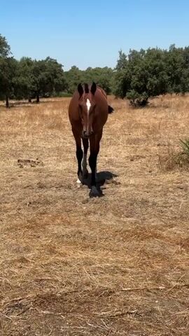 A brown horse with a white marking on its forehead walks towards the camera in a dry, grassy field. The horse is in focus, and the background consists of trees and a clear blue sky. The horse's hooves are dark, and it has white markings on its lower legs. The ground is covered in dry, yellow grass.