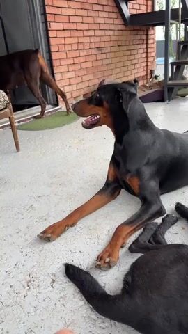 A black and tan Doberman Pinscher lies on a light-colored concrete patio. Another black dog is lying down in the foreground, its tail visible. In the background, a brown Doberman Pinscher walks away from a brick building with a glass door and a green mat. There is a metal staircase to the right of the frame.