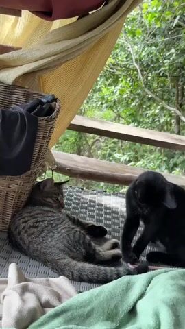 On a covered patio a gray tabby cat is lying down in a relaxed position on a gray and white striped lounge chair. Next to it on the chair is a black cat in a sitting position. A green blanket and white blanket are on the chair. Next to the tabby cat is a wicker basket with a black garment sticking out. Behind the chair are wooden beams which partially block the view of lush green foliage.