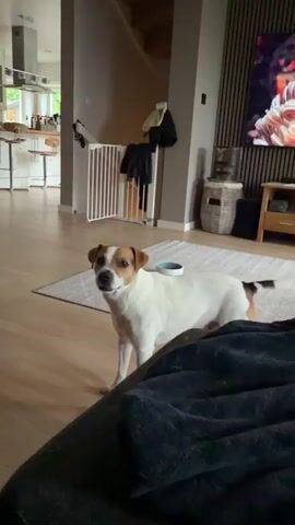 In a modern-style living room with light wood flooring and a light-colored rug, a white and brown dog stands near the camera. An open-plan kitchen area with bar stools and a counter is visible in the background, along with a white dog gate. As the white dog sniffs the floor, a fluffy, brown Pomeranian quickly enters the frame from the left. The Pomeranian briefly circles the white dog before standing on the rug, facing the camera with its tongue out and tail wagging. The white dog then moves out of frame to the right. A large TV screen on a wooden-slatted wall displays a scene of a blue yacht on calm water, with Norwegian text visible at the bottom that reads "Det er helt rolig!" (It is completely calm!). Two dog bowls are visible on the rug. The setting appears to be a comfortable domestic environment in Lommedalen, Norway.