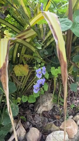 The video displays a close-up of a cluster of purple flowers with a green insect perched on one of them. The flowers are delicate with five petals and are hanging from a vine. Surrounding the flowers is lush green foliage, including broad leaves and thinner, striped leaves. The ground beneath is covered with dark soil, small stones, and fallen leaves. The overall scene appears to be an outdoor garden setting, with natural lighting illuminating the plants.