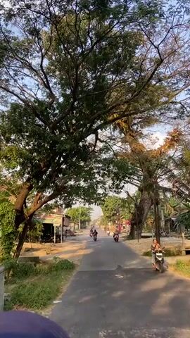 This video shows a paved road in a rural or suburban area. Several people are riding motorcycles or scooters on the road. The road is lined with trees, some of which have large, spreading branches that create a canopy over the road. There are also some buildings visible on the sides of the road, including what appear to be small shops or houses. The sky is clear and the sun appears to be shining, casting shadows on the road. The overall impression is one of a peaceful, sunny day in a developing country.