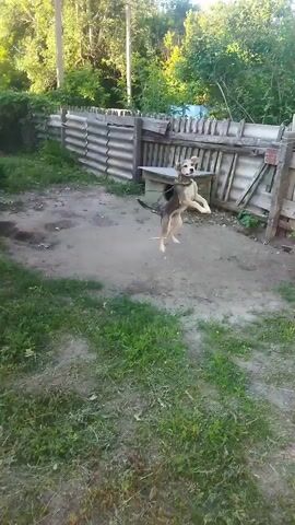 A medium-sized dog with tan and brown fur is in a dirt yard. The dog is facing left and appears to be jumping or playing. In the background, there is a wooden fence, a doghouse, and trees. The lighting suggests it is daytime, possibly late afternoon due to the shadows. The ground is a mixture of dirt and sparse green grass.