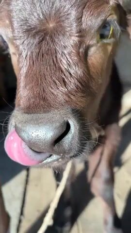 The video shows a close-up of a brown calf with a yellow tag on its ear. The calf is tethered with a rope near a rusty metal pole. Sunlight creates distinct shadows around the calf and the pole. The calf gazes in one direction with its head turned.
