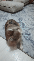 Pomeranian plays on a rug in a Zlatoust living room