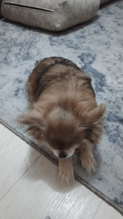 Pomeranian plays on a rug in a Zlatoust living room